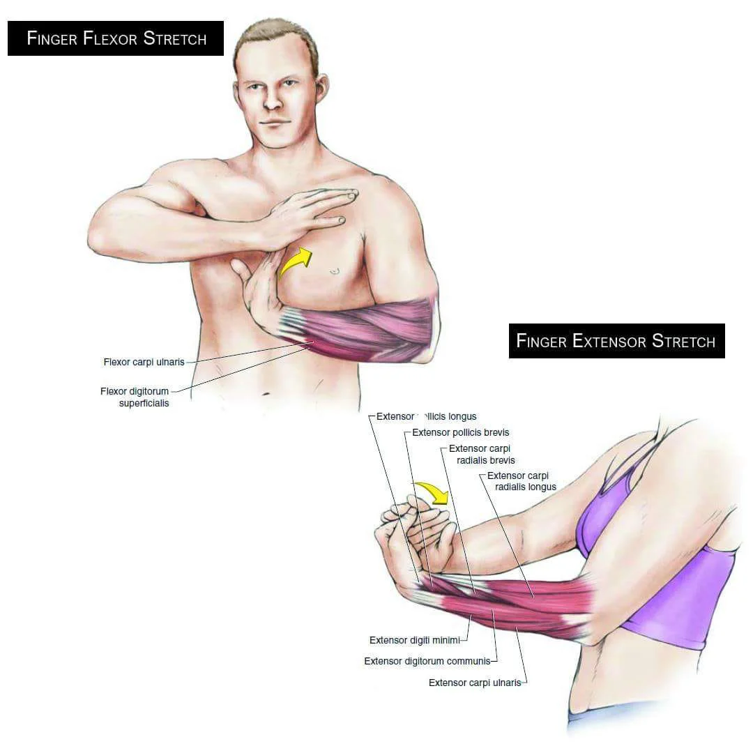 Elbow extensor 2025 stretch