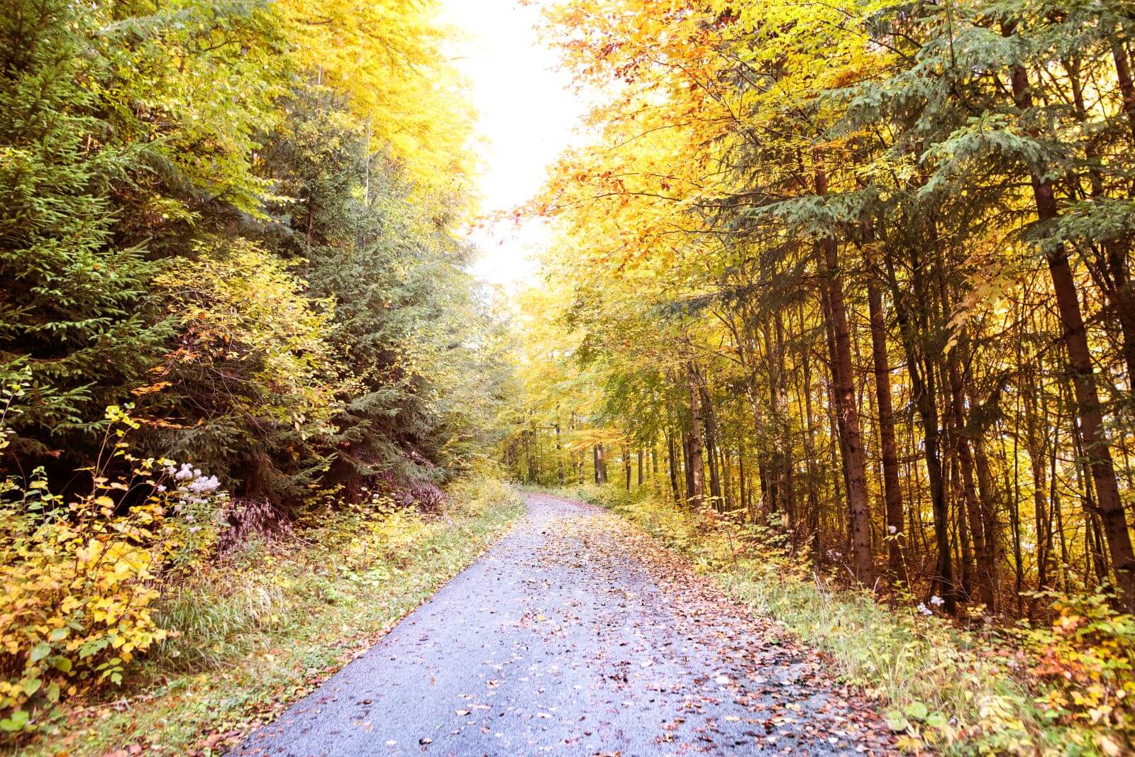 autumn forest