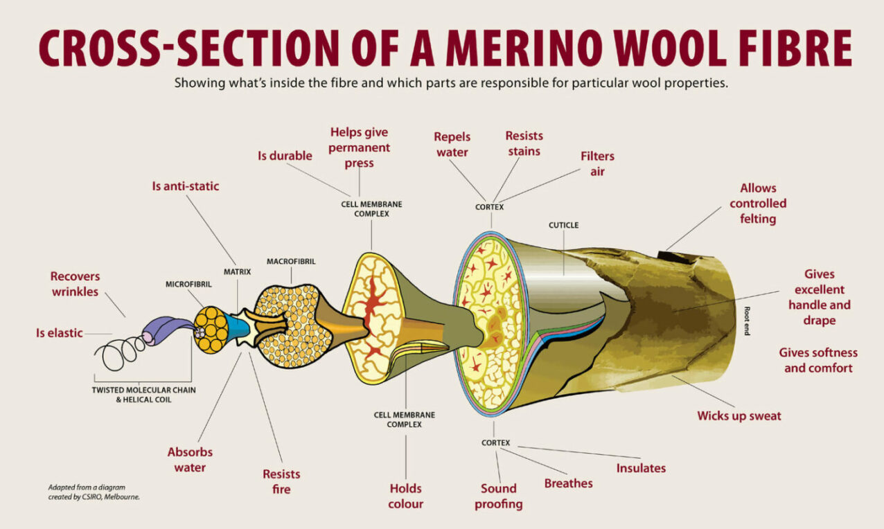 Cross section of merino fibre