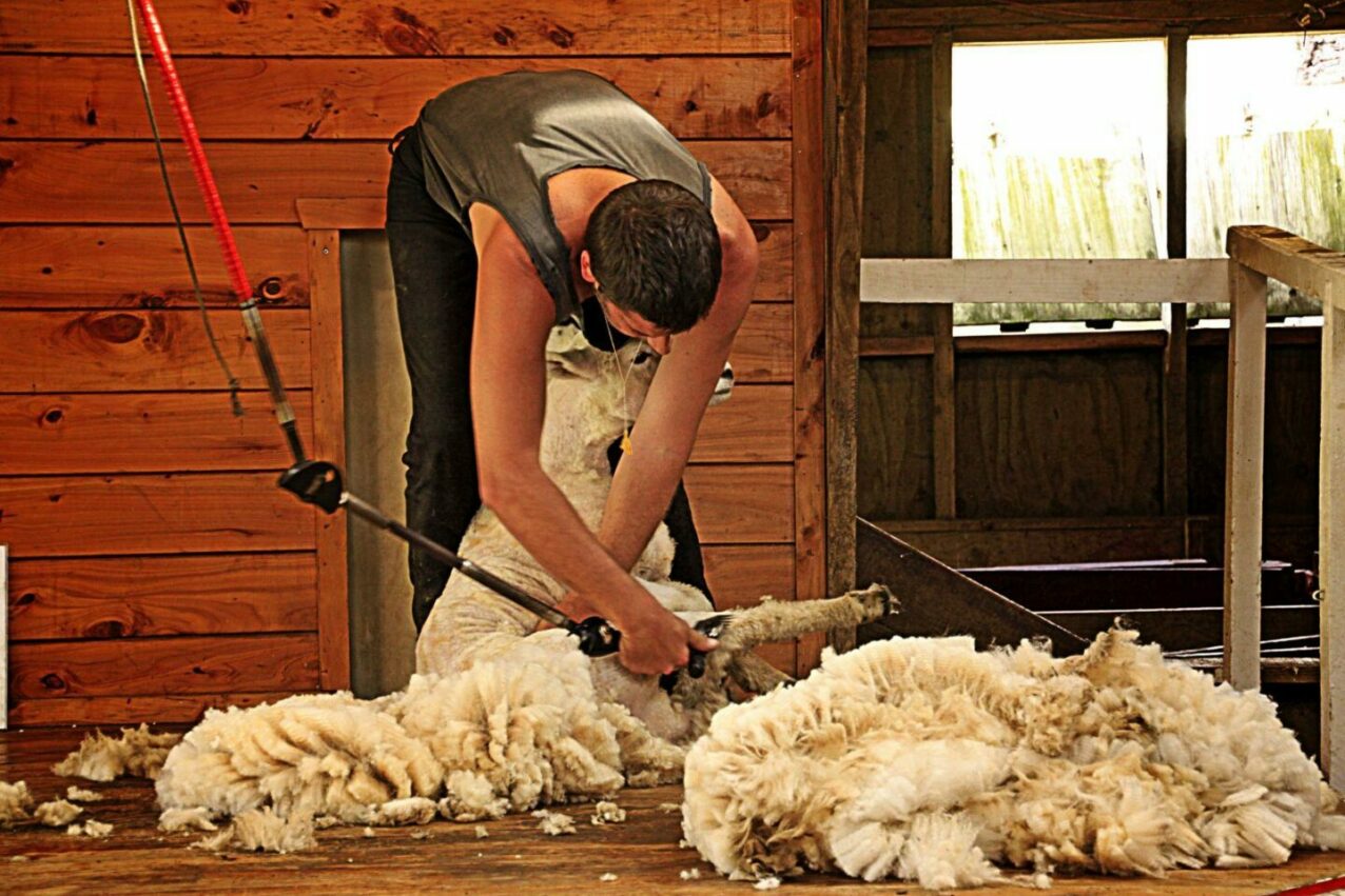 Merino wool in cycling clothing: good by nature image 12
