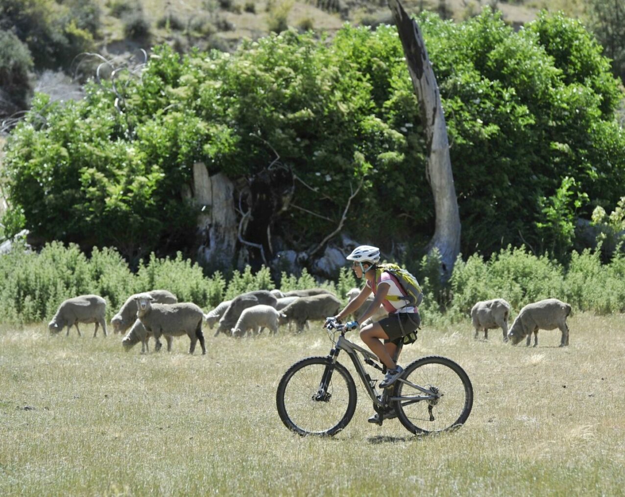 mid adult woman cycling in field with sheep new z 2021 11 17 01 49 09 utc